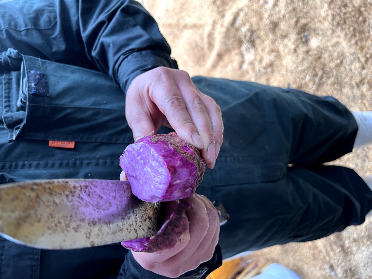 sunset_mirror's tweet photo. Color of Mitoyo: Purple
Have you never seen purple Japanese yam⁇
Its so beautiful and yummy☺️
#Mitoyo #farming #agriculture
#Kagawa #udon #setouchi
#gotojapan #travel #travelphotography 
#undiscovered_japan #sunset #sunsetwithmirror https://t.co/CoWf8Tpv4t