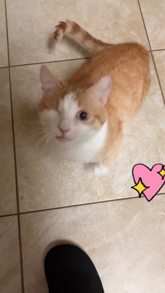 ClowderComics's tweet image. Hungry Pretzel! #specialneedscats #oneeyedcatsofinstagram #pretzelthetauntaun #squitten #specialneeds #foodtime #oneeyedcat #oneeyedcatclub #fourcats Click to watch the Video! ift.tt/6BchSMW