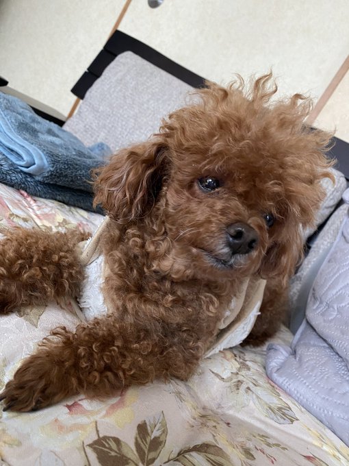 実家に来たのでまたイッヌの写真です
今いびきかいて寝てる 