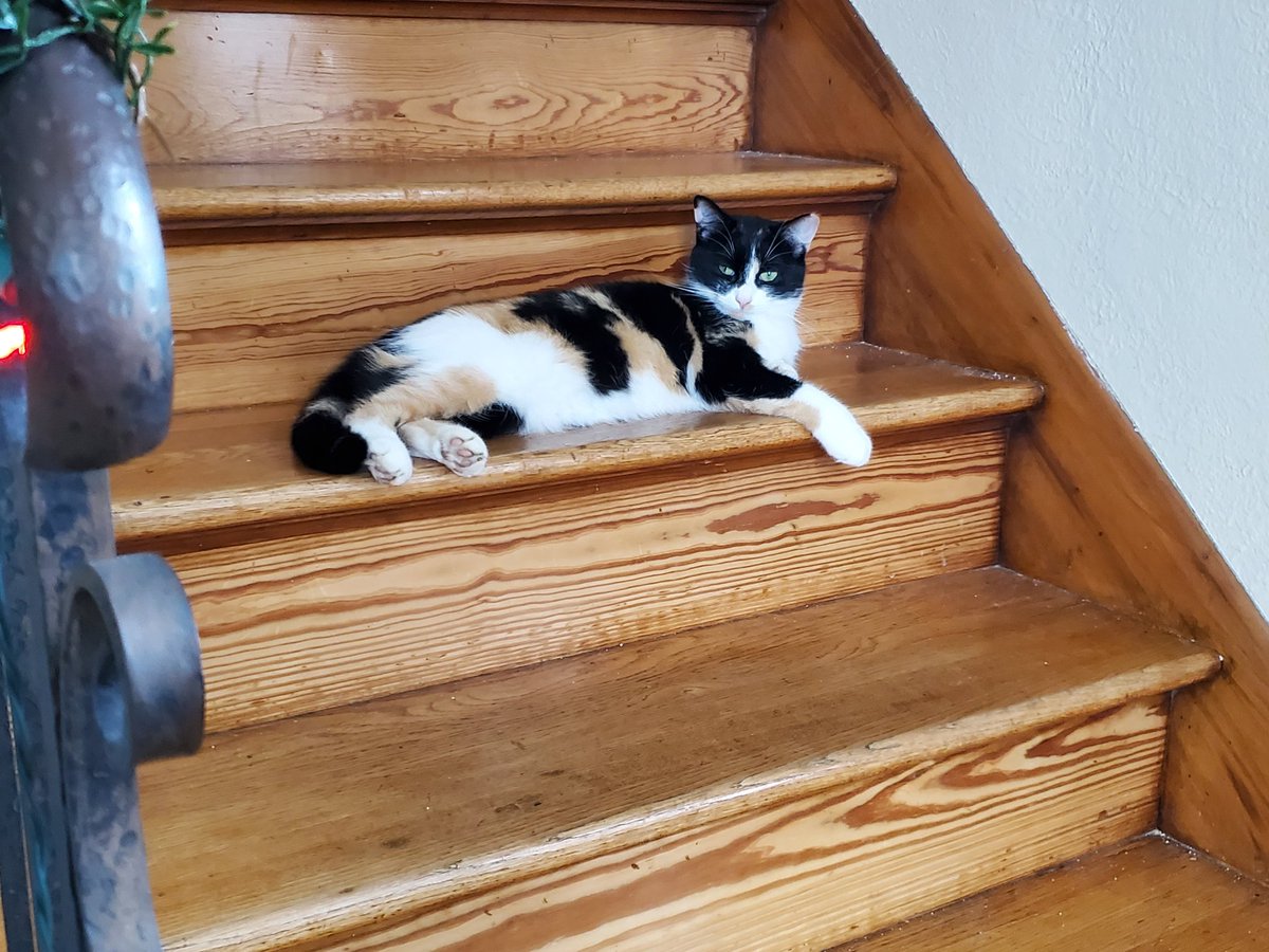 JazzCat5's tweet photo. @michaelscat2 Ruby striking a pose https://t.co/O3NmkaOqMM