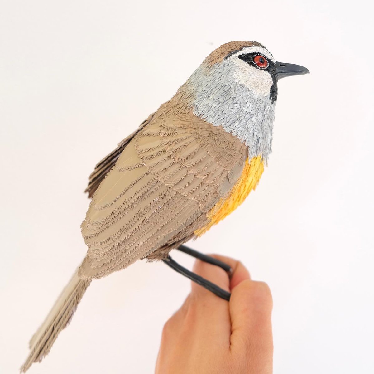 The last of all the 4 Chilappan’s , Banasura Chilappan! #aves #birdsofindia #BirdsOfTwitter #papersculpture #paperartist