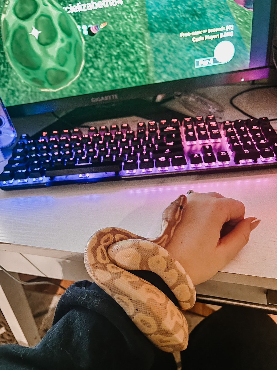 ataraxia_wolf's tweet image. my wittlest snek babies accompanying me for game night with friends 🥹 #snakemom #snakes