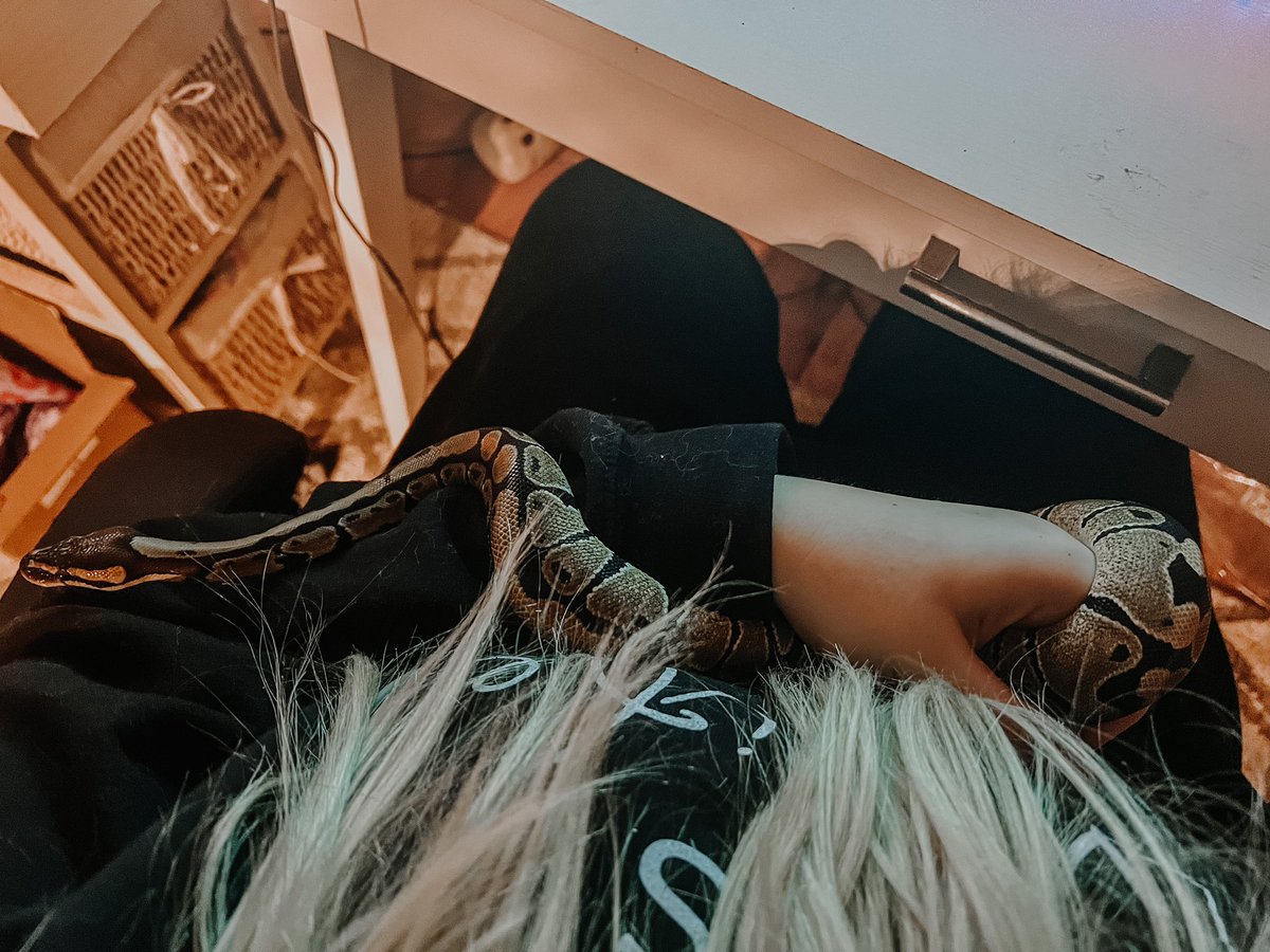 ataraxia_wolf's tweet image. my wittlest snek babies accompanying me for game night with friends 🥹 #snakemom #snakes