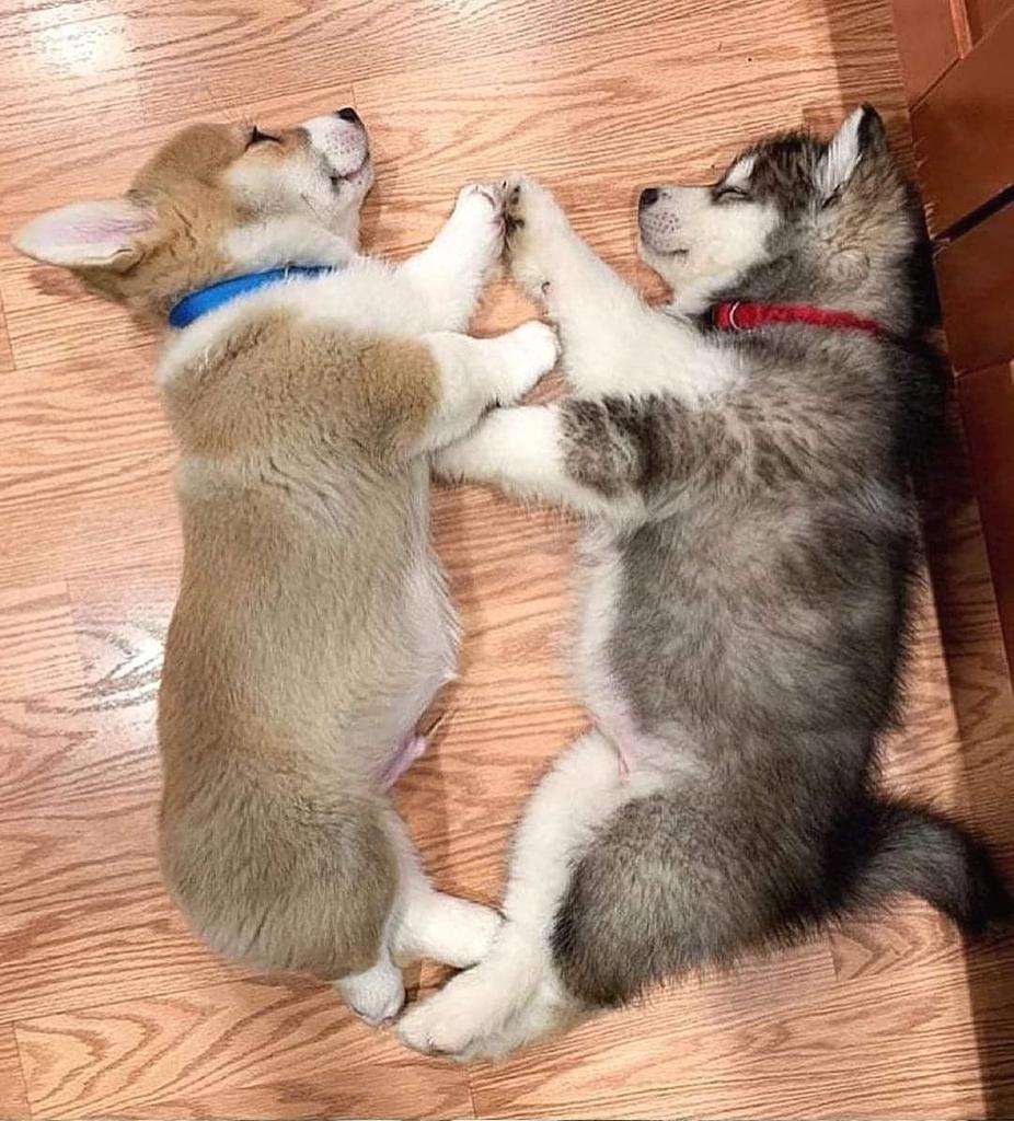 corgisworld0's tweet photo. Best friends ♥️
#Corgi #CorgiLover #CorgiCrew #corgis #pets https://t.co/u8JjNYXRiX