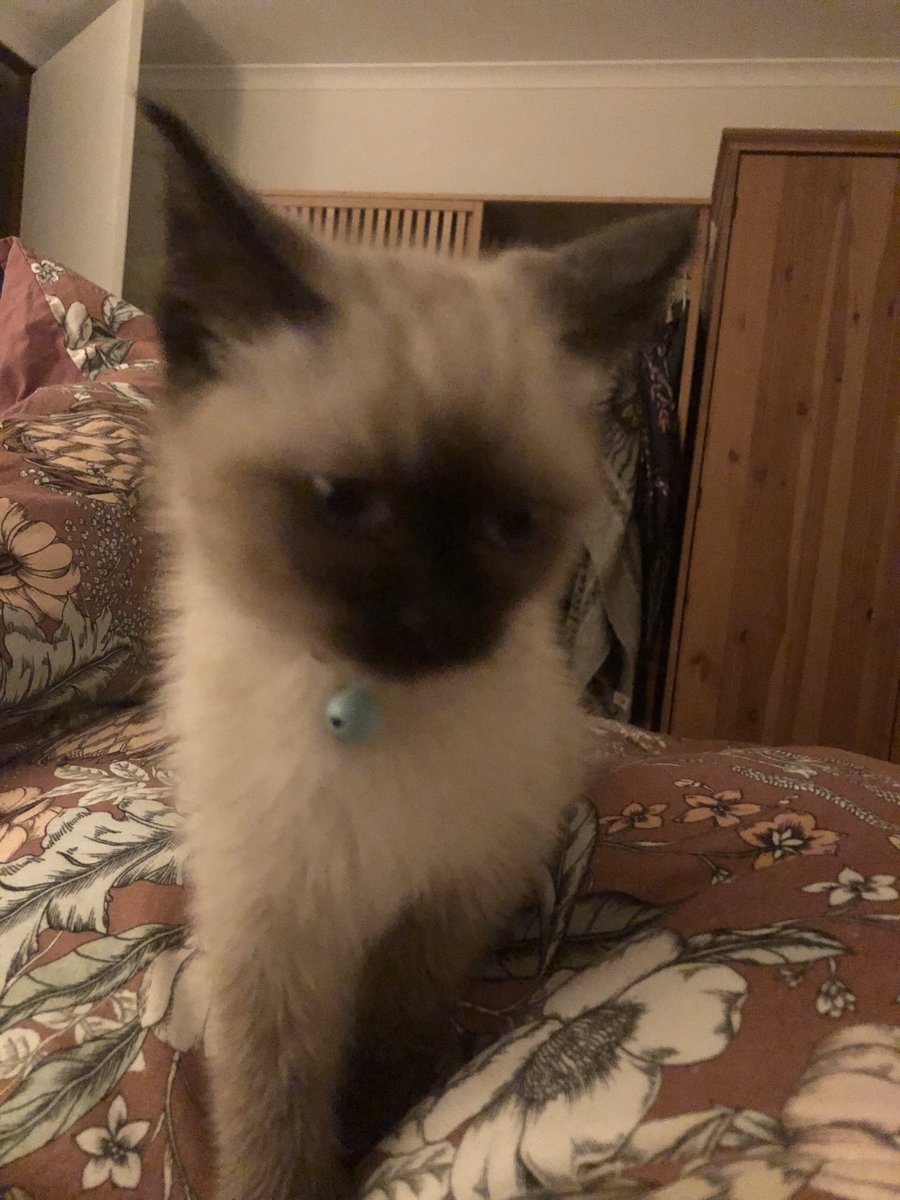 kiss_mesir's tweet photo. #cat #meow Hi Bob ! https://t.co/hzJXFZn4Xy