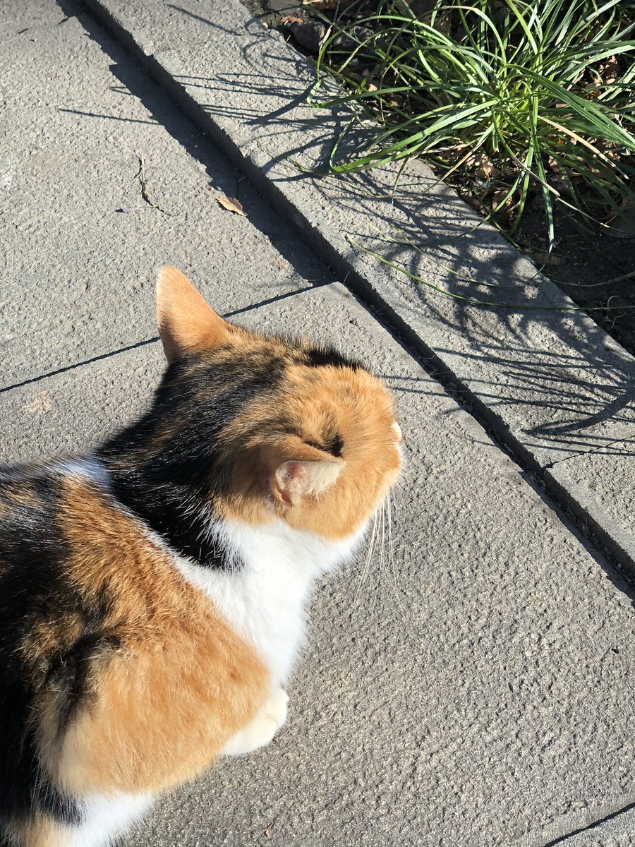 JIULL997's tweet photo. 有只很新的猫猫在晒太阳 https://t.co/Yu3gvUd5Ld