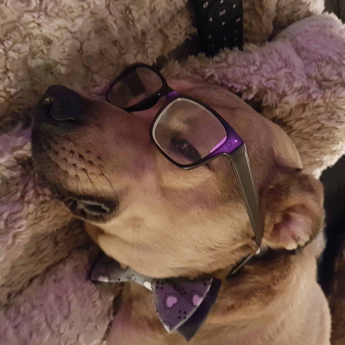 michaudsalon's tweet photo. @AdamParkhomenko This is Hugo and Henry. They got new glasses today. They are good boys...most of the time 🙂 https://t.co/GwItJBmCAO