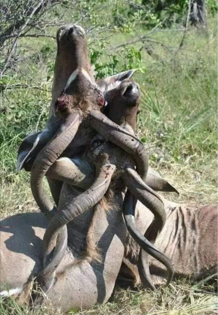 جو آپس میں لڑتے ہیں ان کو دشمن کی ضرورت نہیں پڑتی وہ اپنی موت آپ ہی مر جاتے ہیں اس لیے درگزرکرنا سیکھو زندگی آسان ہو جائیگی...