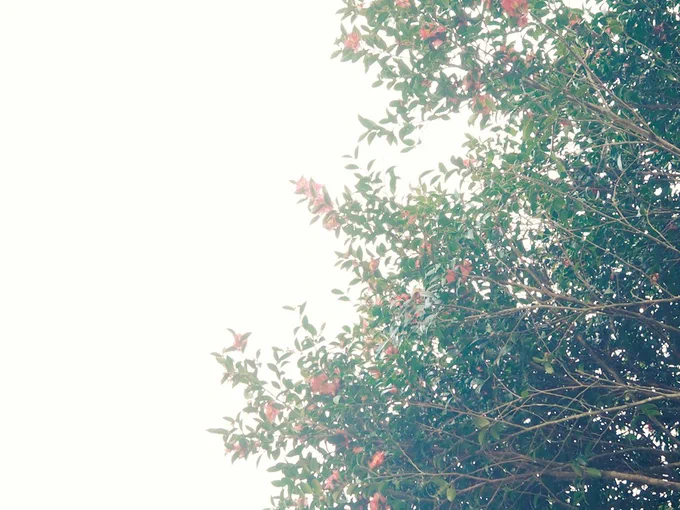 絵を描く前にウォーキングしてきたんだけど今1月だよね?てくらいあちかった 