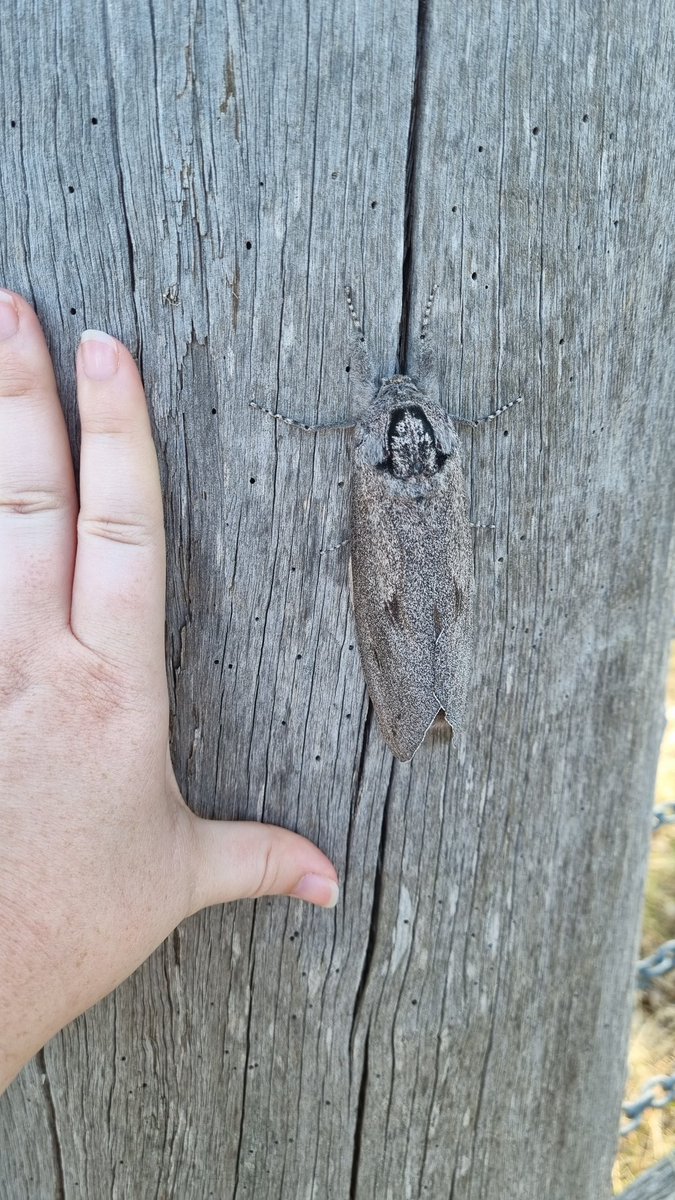 AuroCyanide's tweet photo. Check out this big moth! I think it was a giant wood moth, heaviest moth in the world https://t.co/Qtom09lfeE