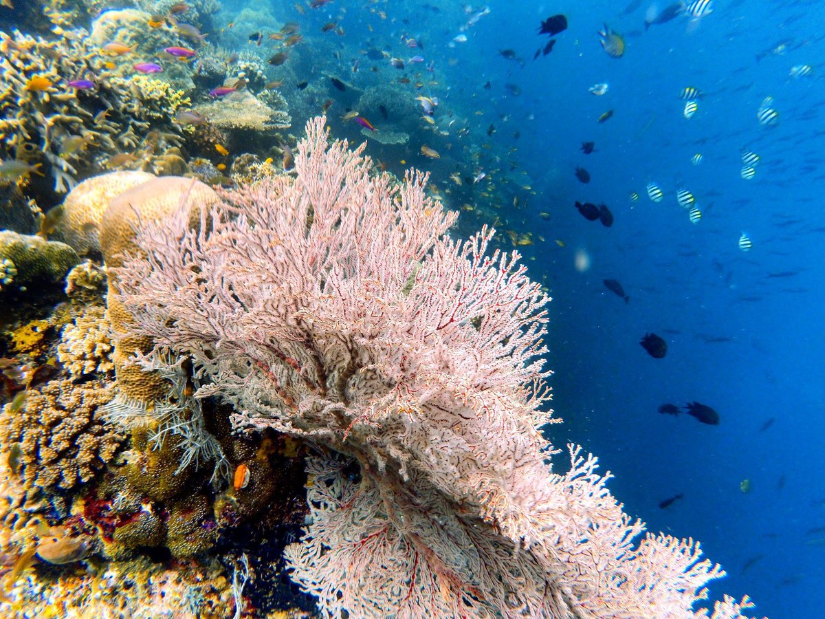 Mau saranin Ambon tapi pasti kaget sama Tiket ke Maluku 🥲

Sebagai penduduk asli sebenarnya pengen banget ngenalin pantai2 cantik ini ke teman2 di luar Ambon, tapi pas liat tiket langsung mengurungkan niat saking mahalnya. But I hope one day, teman2 bisa main ke sini 🏝️