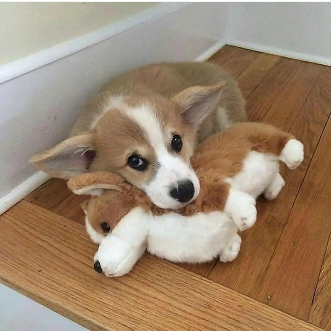Rate this cuteness out of 10! ❤️🐾

#CorgiLover #Puppies #Tranding