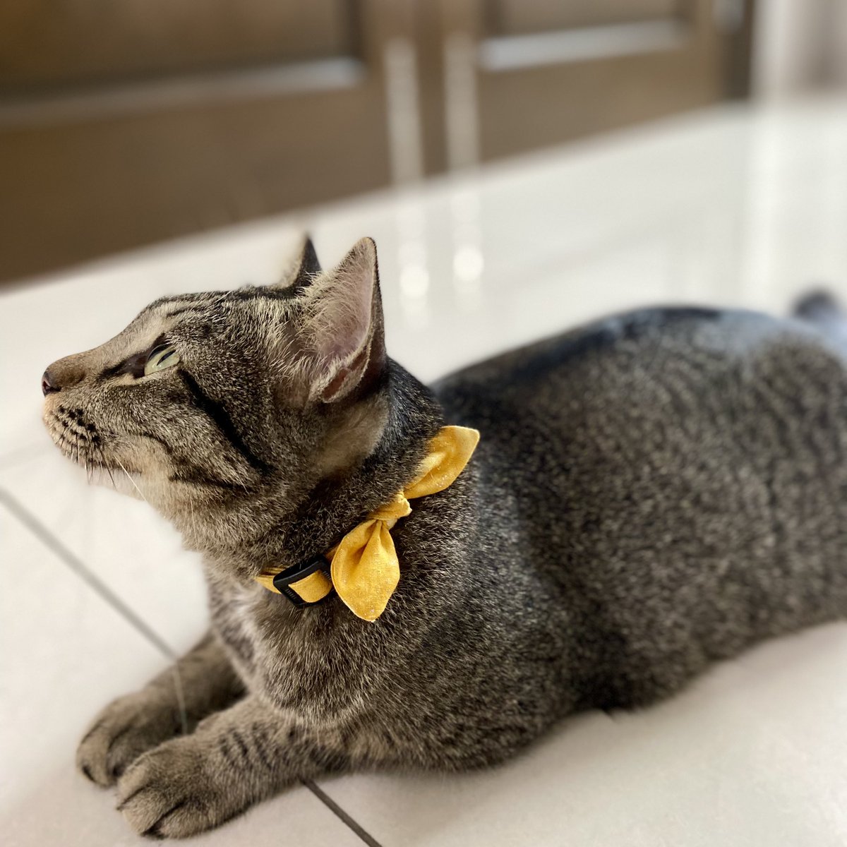 thekoochen's tweet photo. Guysss please try our cotton collar 😍😍 Yang ni our Galaxy collection, all 4 colours mmg striking and cantik sangat! https://t.co/rP1tSUGRbE
