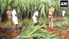 timesofindia's tweet photo. Trichy, Tamil Nadu| Prisoners cultivated sugarcane in our prison farmland. We have harvested sugarcane &amp; selling it at rate of Rs 15 per sugarcane through our Prison Bazar Outlet.This initiative is helping prisoners to reintegrate into society: K. Jeyabarathi, DIG Prisons, Trichy https://t.co/bU7e4pT0FX