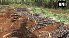 timesofindia's tweet photo. Trichy, Tamil Nadu| Prisoners cultivated sugarcane in our prison farmland. We have harvested sugarcane &amp; selling it at rate of Rs 15 per sugarcane through our Prison Bazar Outlet.This initiative is helping prisoners to reintegrate into society: K. Jeyabarathi, DIG Prisons, Trichy https://t.co/bU7e4pT0FX