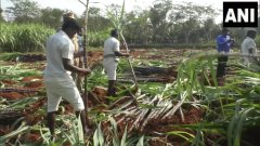 timesofindia's tweet photo. Trichy, Tamil Nadu| Prisoners cultivated sugarcane in our prison farmland. We have harvested sugarcane &amp; selling it at rate of Rs 15 per sugarcane through our Prison Bazar Outlet.This initiative is helping prisoners to reintegrate into society: K. Jeyabarathi, DIG Prisons, Trichy https://t.co/bU7e4pT0FX