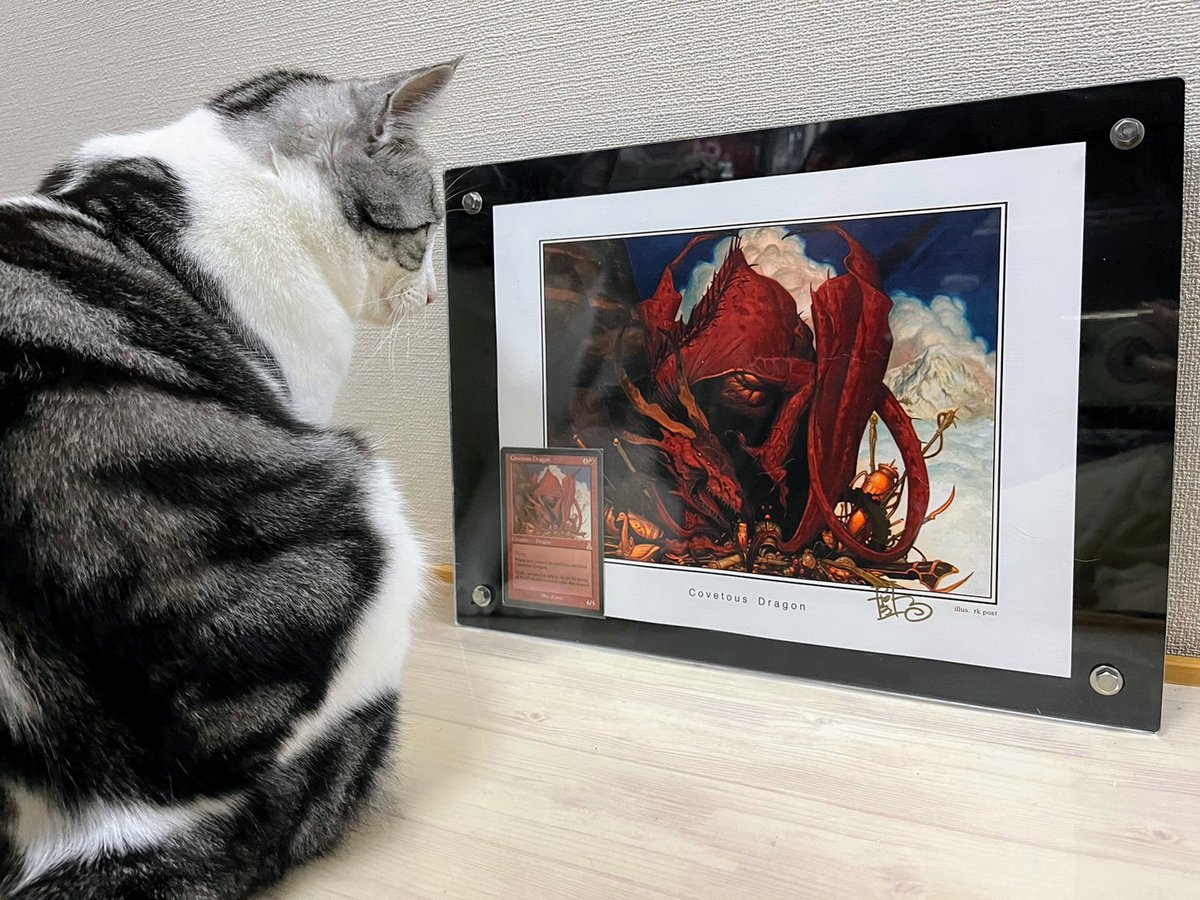 ky_yk_ky3955's tweet photo. 欲深きドラゴンのアートプリントが到着！観賞会開催中に猫乱入。猫にも良さがわかるのかも？
#欲深きドラゴン
#rkpost
#MTG https://t.co/PDzOCSmj4b