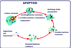 mariobianchi18's tweet photo. Il #14gennaio 1998 alcuni ricercatori di Dallas presentano prove della scoperta di un enzima che rallenta l’invecchiamento e la morte delle cellule, l'#apoptosi. Una sorta di “suicidio programmato”, processo che è parte integrante della maggior parte, se non di tutte le cellule. https://t.co/Af6pyoPbg8