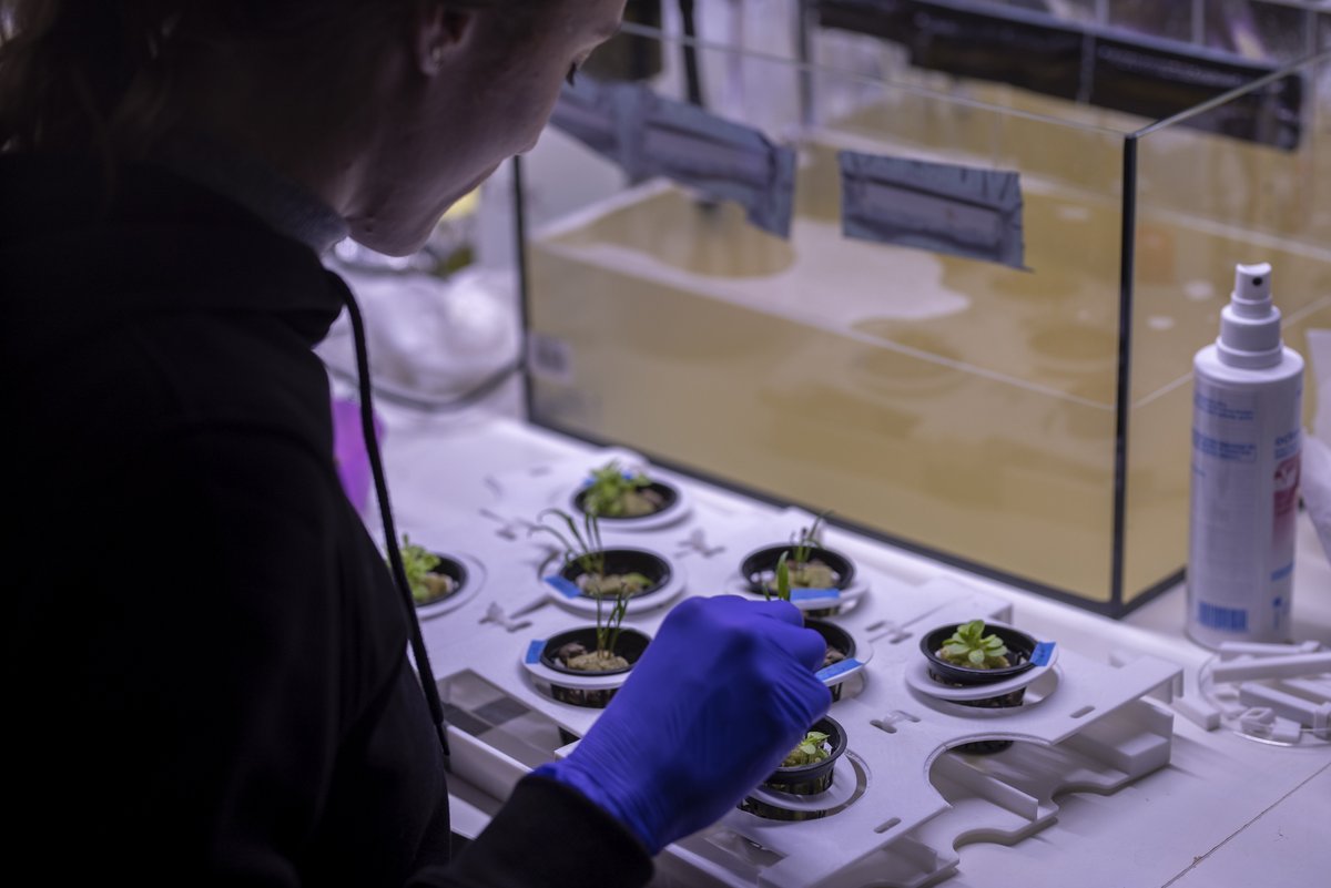 LunaresResearch's tweet photo. In #LunAresResearchStation we conduct a variety of research projects in a wide range of topics, on the base we have a state-of-the-art #biolab for projects related to biology, chemistry, and botanic #hydroponics
Learn more in https://t.co/rfYvEuVNRH 🌱 https://t.co/h4GHihOhTL