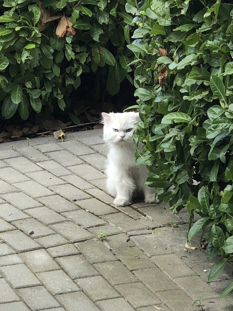 Ivan Osmak tweet media