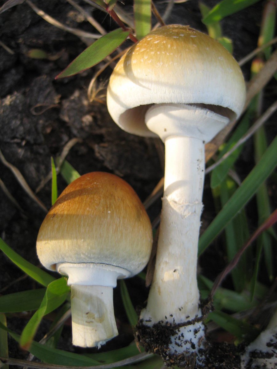 FatherMcKennaa's tweet photo. The Aztec combo is when you combine psilocybin mushrooms and cacao. The theobromine in the cacao adds extra euphoria, stimulation and is a mild MAOI, potentiating the psilocybin effects. https://t.co/xMk6dxpWnd