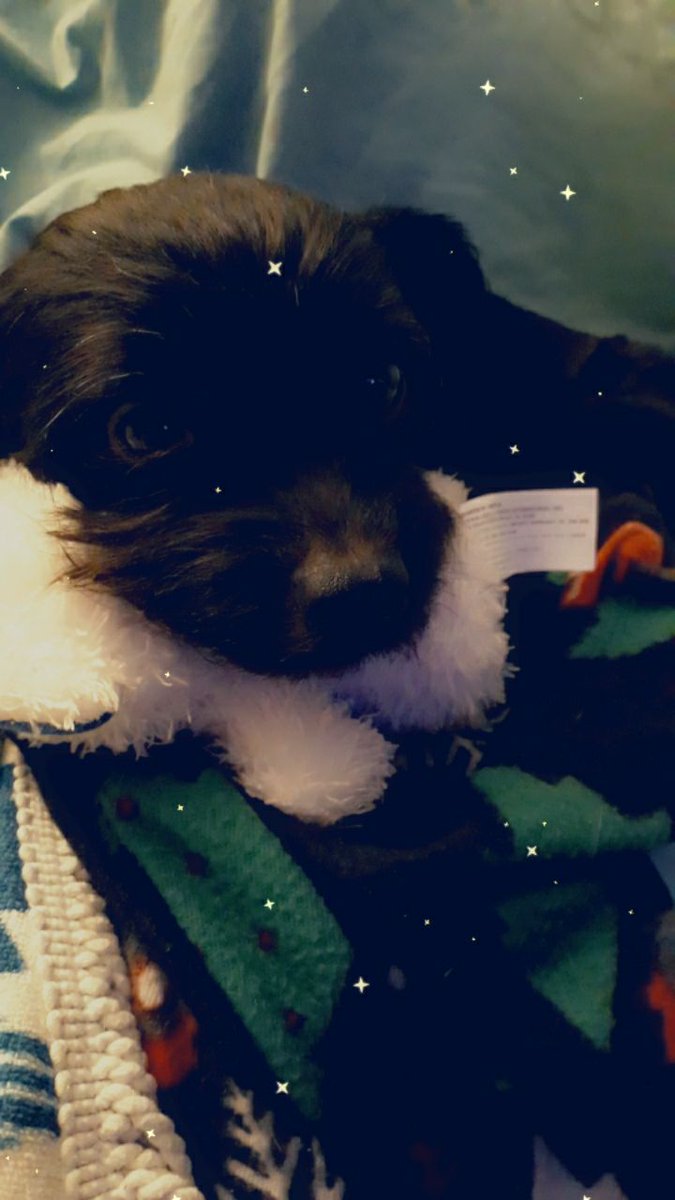 BabyLilos's tweet photo. #puppylove #puppiesofinstagram #cutenessoverload #cuteness #puppylife🐾 https://t.co/imfWP6BARQ