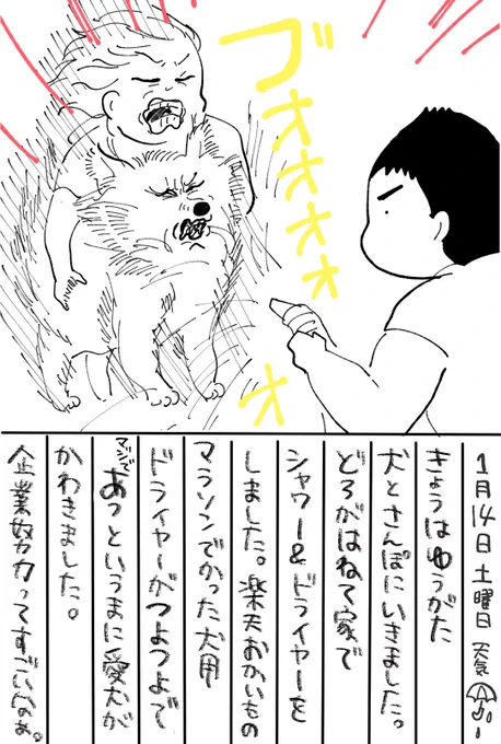 犬用ドライヤー強い〜〜!! #秋田犬 