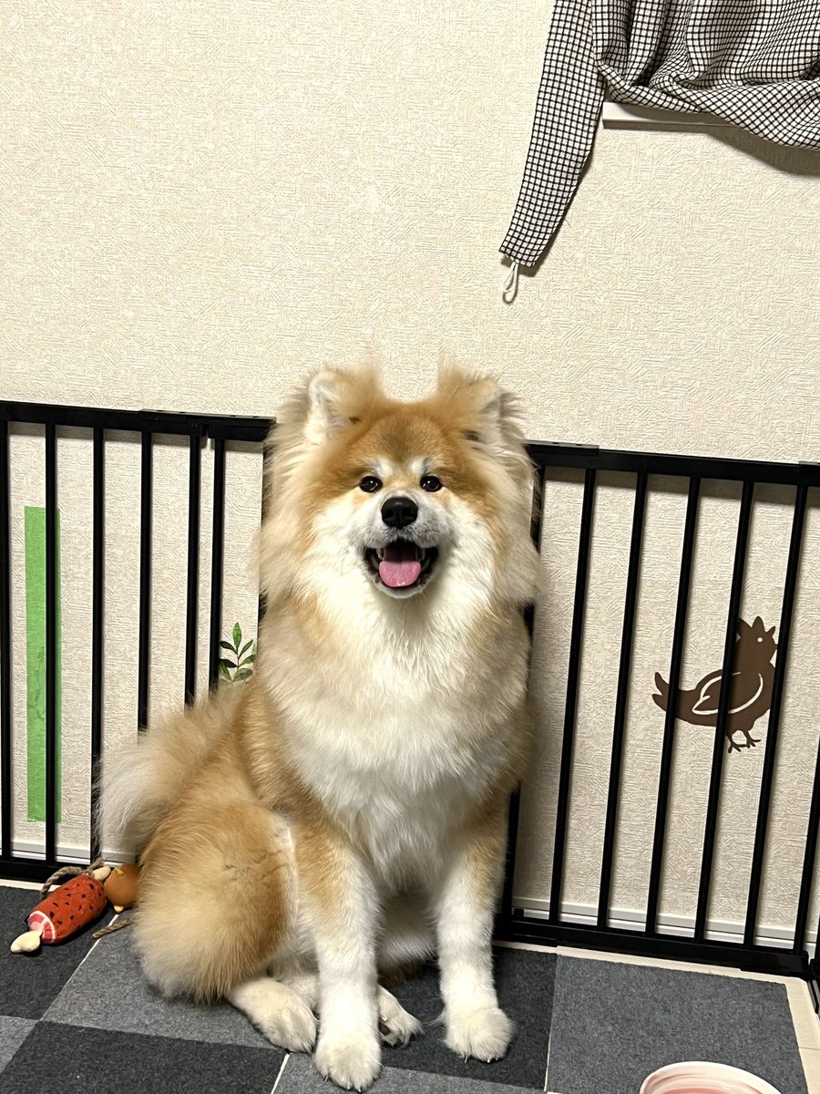 犬用ドライヤー強い〜〜!! #秋田犬 