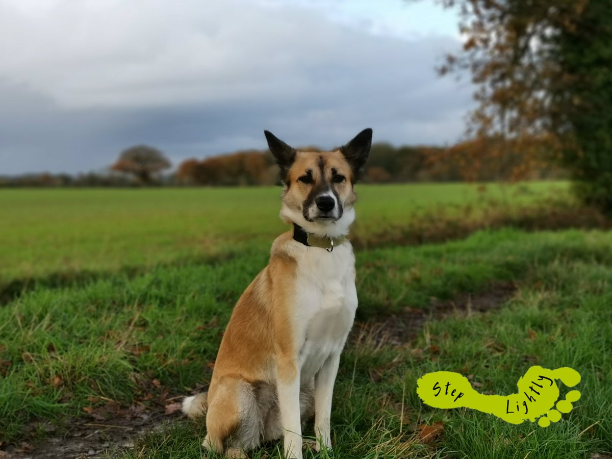 steplightlyh's tweet image. Meet Kaya,
We rescued her 18 months back. A nervous bag of bones she was but not anymore. A beautiful loving and sometimes very cheeky pooch.
She brings us so much love and happiness.
#dogrescue #doglife