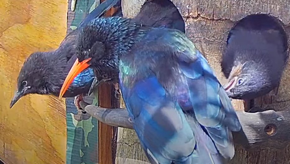 AllenBirdCam's tweet photo. First Fledge! https://t.co/mBeXeXlCLd 
@BirdWatchingMag @BirdGuides @katemacrae @BirdGuides #birdsoftwitter @AllenBirdCam #TwitterNatureCommunity @Natures_Voice @WildlifeMag https://t.co/J8lDz7yqiV
