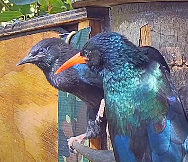 AllenBirdCam's tweet photo. First Fledge! https://t.co/mBeXeXlCLd 
@BirdWatchingMag @BirdGuides @katemacrae @BirdGuides #birdsoftwitter @AllenBirdCam #TwitterNatureCommunity @Natures_Voice @WildlifeMag https://t.co/J8lDz7yqiV