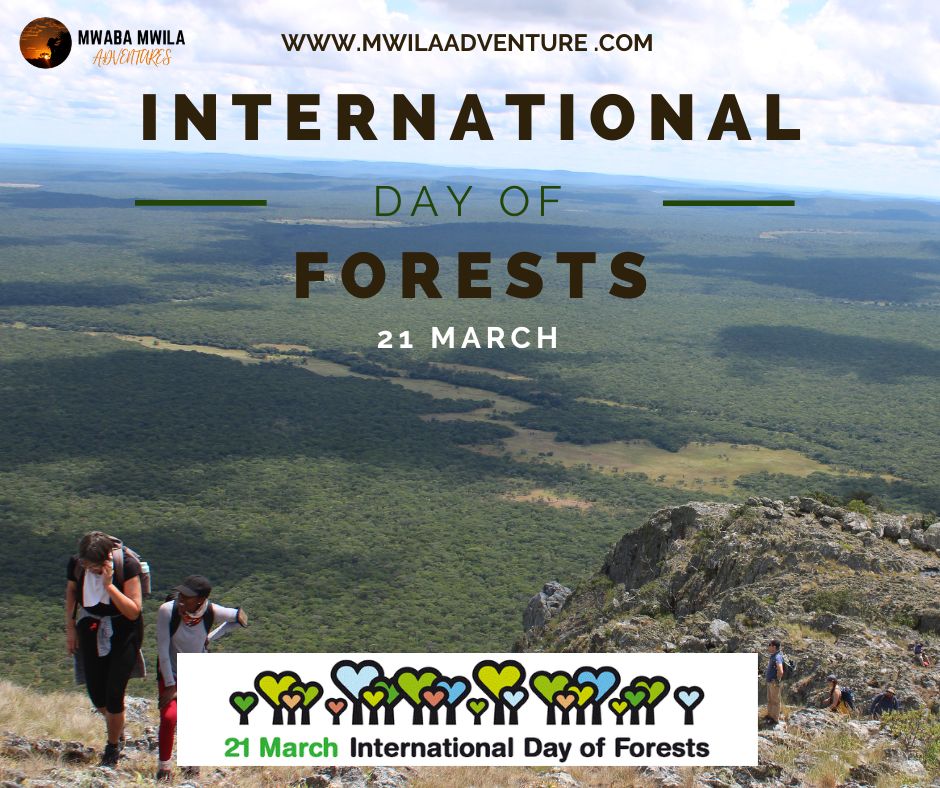 mwilaadventure's tweet image. Happy International Forest Day from the top of Mount Mumpu, and overlooking the North Swaka Forest. Have you hiked in a forest before? If so which ones?  
Click on the link and see why forests are so important to us: youtube.com/watch?v=SUEsiX…

#IntlForestDy #FAO #keepexploring
