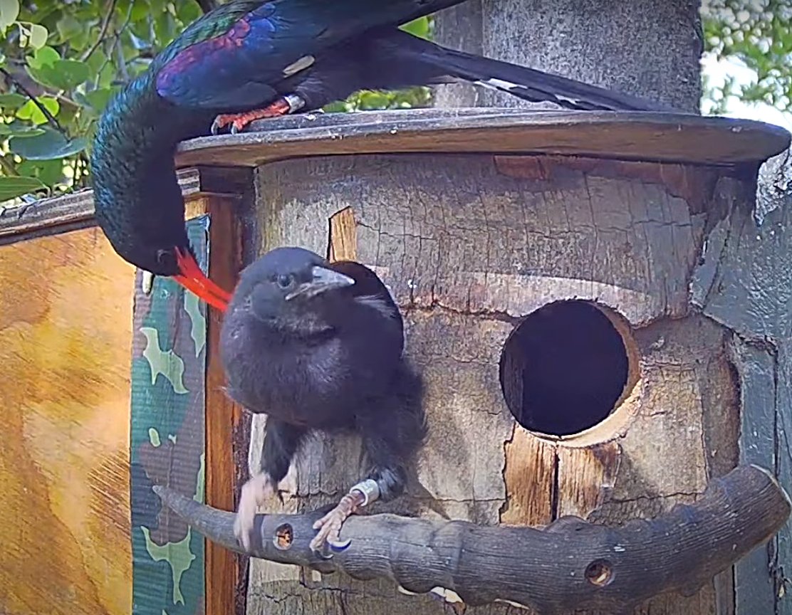AllenBirdCam's tweet photo. Green Wood Hoopoe
2nd chick fledge!
https://t.co/Adi2nJpWOo https://t.co/JgKaIN8RMk