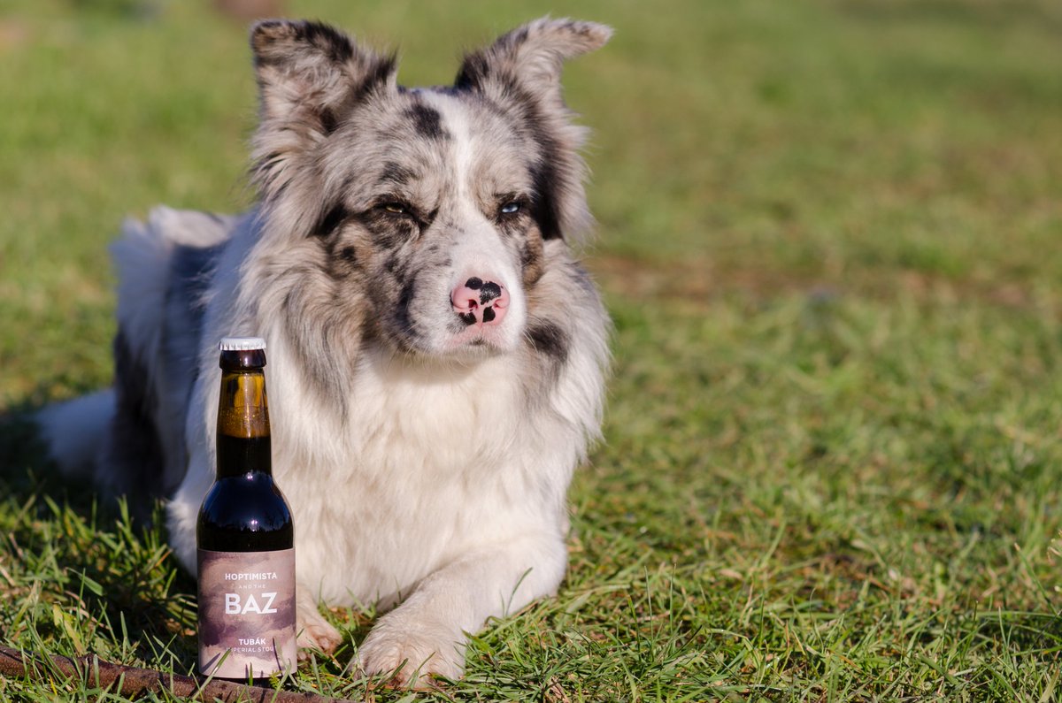 Hlajo's tweet photo. Tenzing celeb lett! 🐕🍻
https://t.co/F3CHQfQQk3
#tenzing #bazbeer #hoptimista #collab https://t.co/F4cdwlgN3y