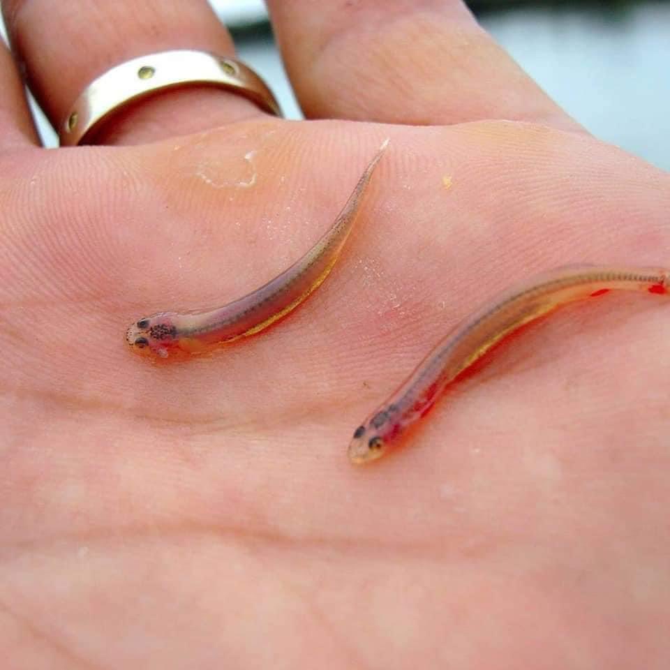 amirwahir's tweet photo. TAHUKAH ANDA

Terdapat sejenis ikan air tawar daripada spesis sama dengan ikan keli dikatakan lebih bahaya daripada ikan piranha iaitu ikan Candiru 

Ikan ini juga digelar ikan Canero boleh ditemui di sungai Amazon dan juga sungai Oranoco. https://t.co/xXtu57ktZF