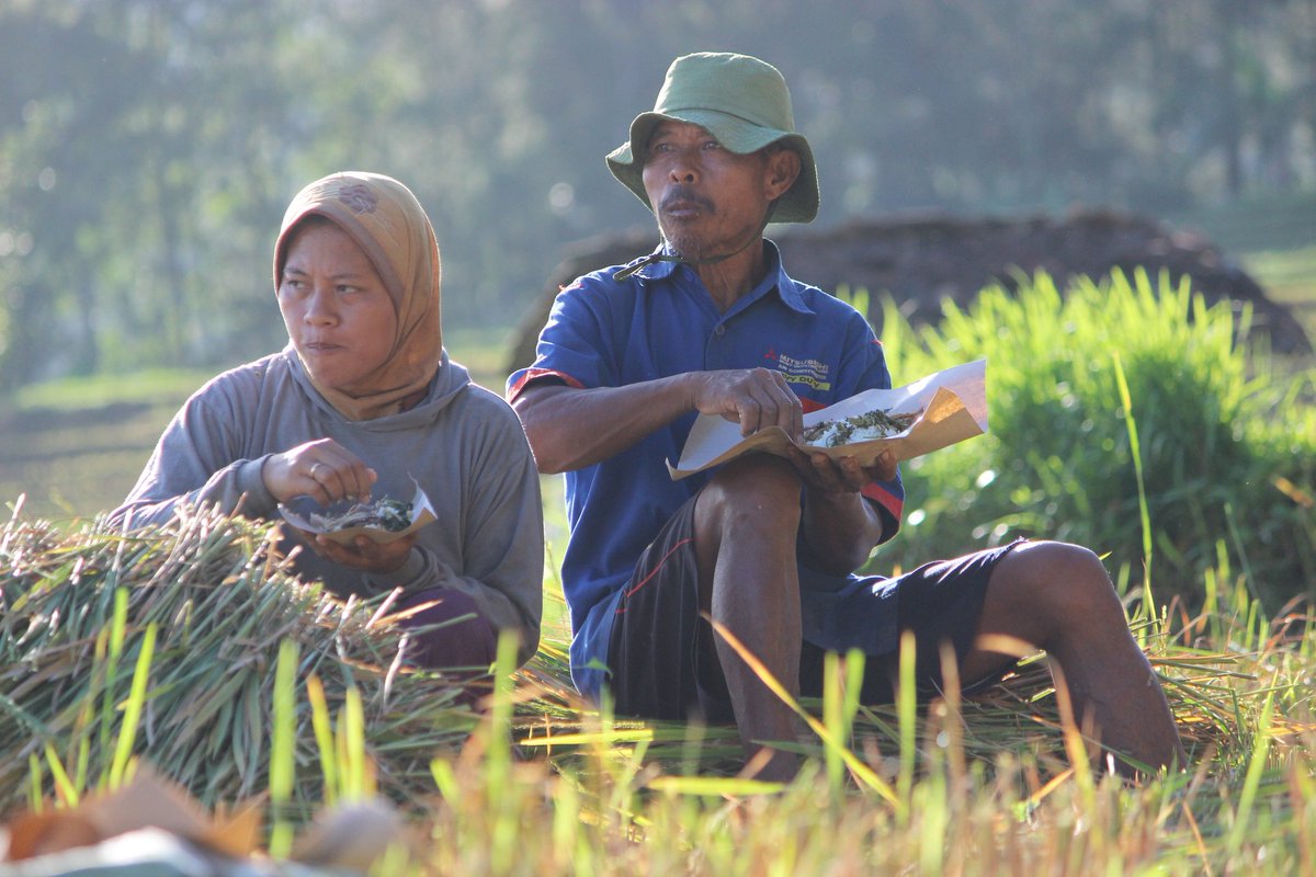 Alamalika's tweet image. Makan lahap di tengah sawah.. 

#harvesting #ricefield #NaturePhotography
