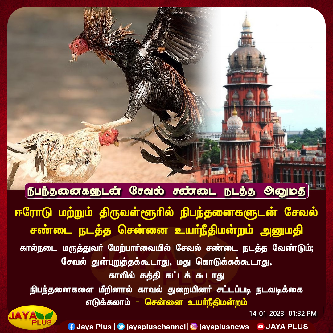 jayapluschannel's tweet photo. நிபந்தனைகளுடன் சேவல் சண்டை நடத்த சென்னை உயர்நீதிமன்றம் அனுமதி 

#chennaihighcourt #RoosterFight #JayaPlus #Erode #Tiruvallur https://t.co/l7JcvGE8m1