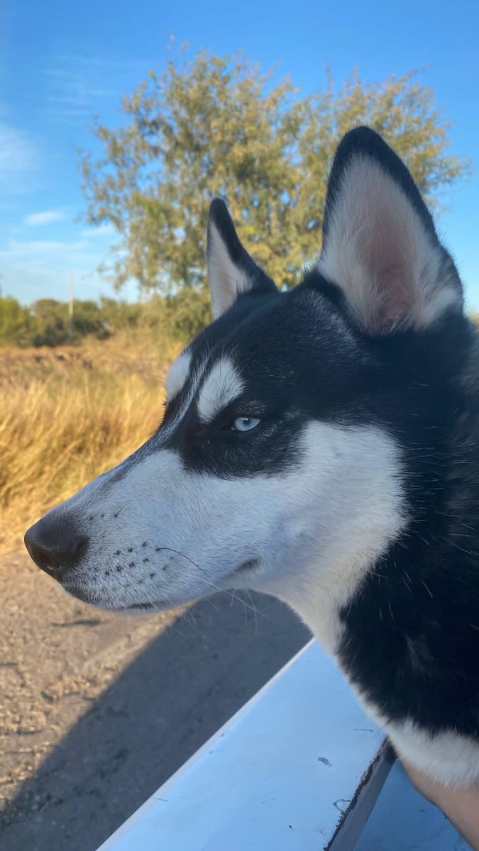 AngelJordan05's tweet photo. Feliz 1 año mi pequeño Tyson❤️ https://t.co/LigA5JP21V