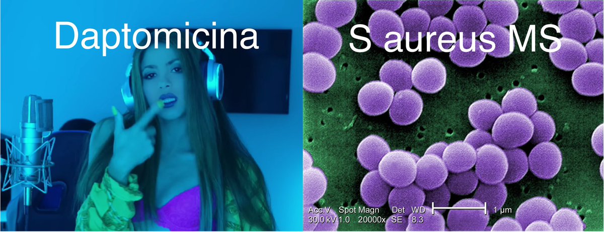 Que le dice #Daptomicina a #Saureus meticilin SENSIBLE?➡️🎤“UNA LOBA COMO YO, NO ESTÁ PA TIPOS COMO TU”. Si prescribes #daptomicina empírica en #bacteriemia y luego micro te informa S. aureus MS #Desescala a #Cloxacilina: Menos espectro, NO inferior👉🏻 nejm.org/doi/pdf/10.105…