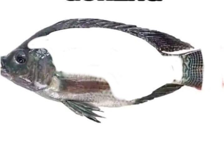 fiihazmii's tweet photo. Me when eat the fish : https://t.co/oOTcFDqjIO