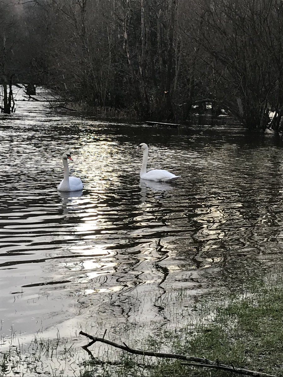GrasmereSue's tweet image. Rydal swans enjoying White Moss picnic area yesterday afternoon. Tables and benches submerged. #rydalwater #whitemoss #swanlife