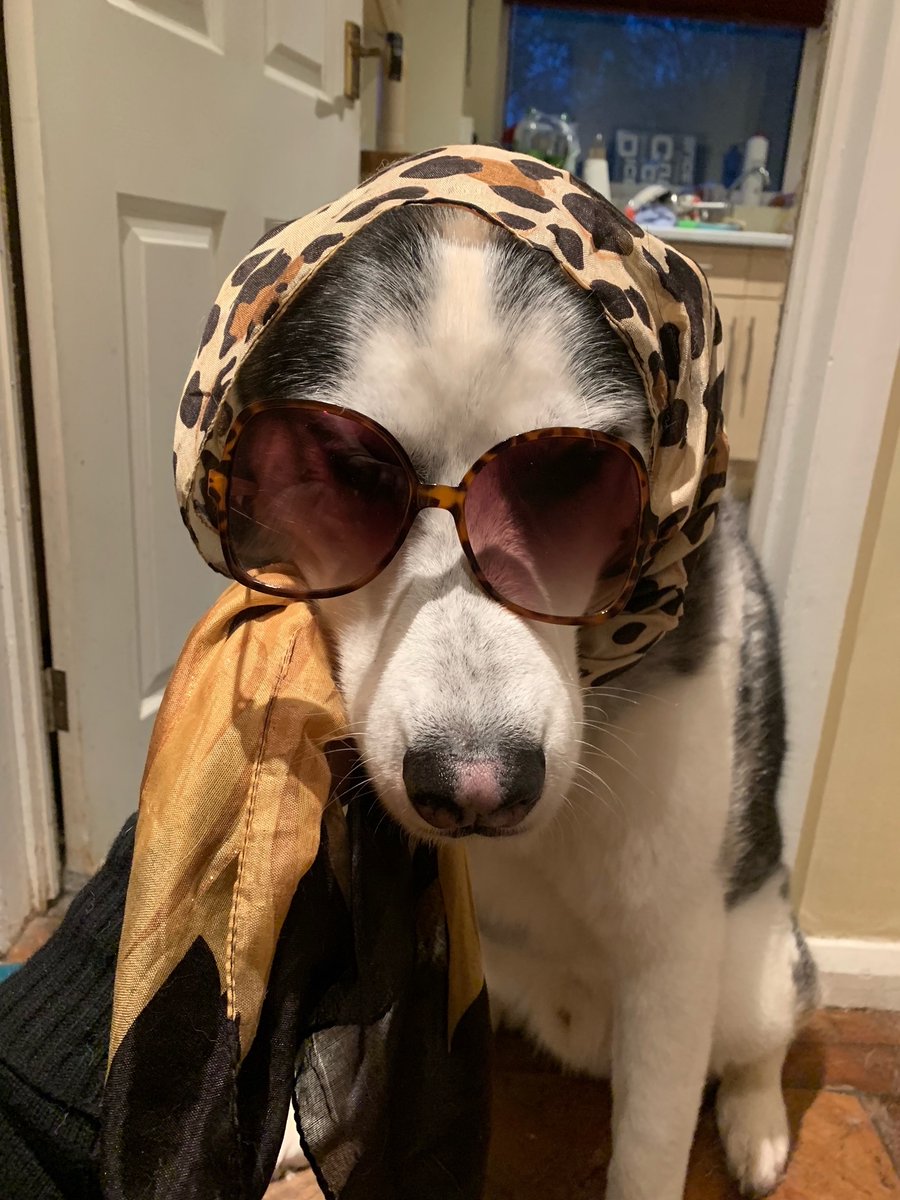 Ready for his Close up, Darling! This is Diesel, a 10-year-old Husky and his great-friend Minnie, a 4-year-old Pitbull X. Their human is Jason, one of our senior legal assistants

#PetsofWCC #PetsinCostume #DressUpYourPetDay