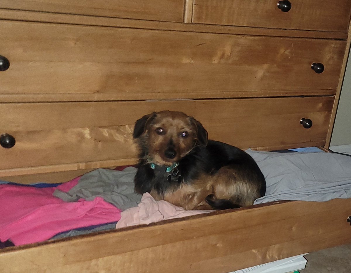 I guess the dog would like a word about our home heating policies.
