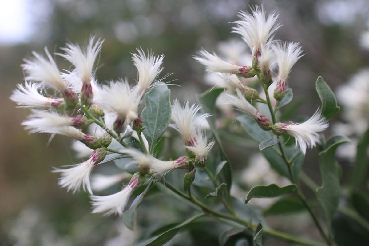 nflandtrust's tweet photo. Monitoring visits with Mark:

Fantastic day finishing up monitoring on #trianglepreserve, seems like no matter what time of year, there are beautiful flowers and birds to find. Here are a few we found #downylobelia #saltbush #hairychaffhead #blazingstar https://t.co/CK8aJ0cQWm