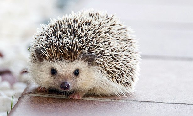 GossipRoomOff's tweet photo. 🚨 Le hérisson serait sur le point de disparaître de la Terre. Selon des experts, son espèce sera quasiment éteinte d'ici 2025. Les pesticides, la perte de leur habitat et la bétonisation sont les causes principales. 🦔 (via Ouest-France) https://t.co/VscyLEeWMJ