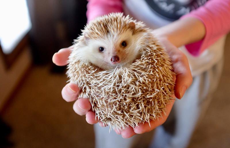 GossipRoomOff's tweet photo. 🚨 Le hérisson serait sur le point de disparaître de la Terre. Selon des experts, son espèce sera quasiment éteinte d'ici 2025. Les pesticides, la perte de leur habitat et la bétonisation sont les causes principales. 🦔 (via Ouest-France) https://t.co/VscyLEeWMJ