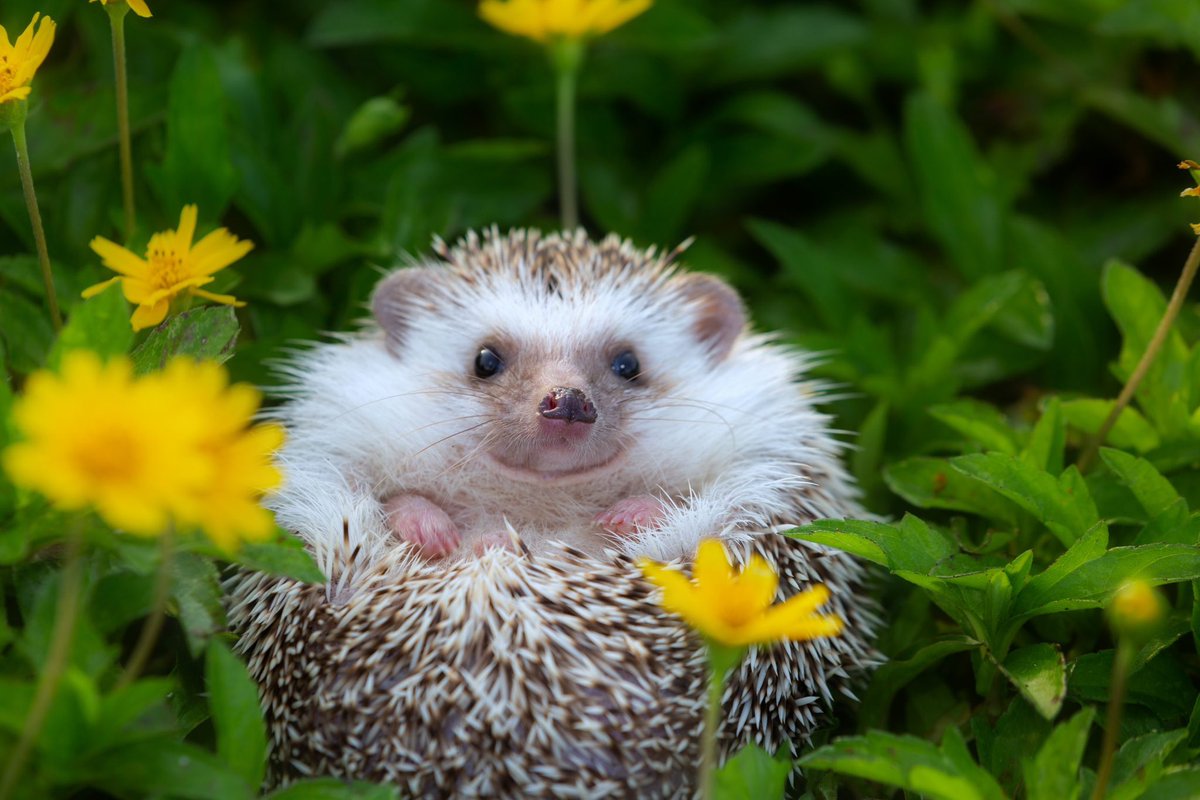 GossipRoomOff's tweet photo. 🚨 Le hérisson serait sur le point de disparaître de la Terre. Selon des experts, son espèce sera quasiment éteinte d'ici 2025. Les pesticides, la perte de leur habitat et la bétonisation sont les causes principales. 🦔 (via Ouest-France) https://t.co/VscyLEeWMJ