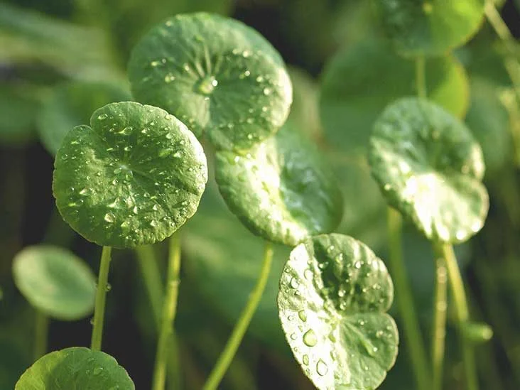 144Health's tweet photo. 5. #Topically, gotu kola has shown to be effective for #skin ailments such as psoriasis, #acne, #eczema, bed sores, wounds, cellulite, postoperative scars, and even leprosy. https://t.co/ARDREWGS8i