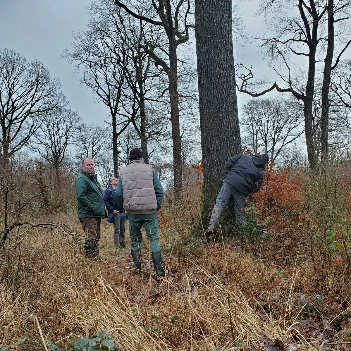 Notre activité de tonnellerie #merranderie nous mène régulièrement en #forêt 🌳 pour sélectionner les meilleurs 👍 #chênes, arrivés à maturité, avec nos partenaires de l'<a href="/ONF_Officiel/">Office national des forêts</a> et ponctuellement des clients #vignerons ou #maisons de #Champagne ( ici le #ChampagneMarcoult )