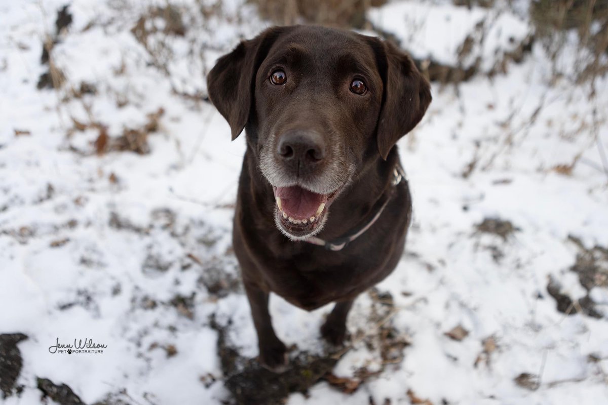 PoundDog911's tweet photo. Name: Kimber
Age: 3y
Gender: F
Spayed: yes
UTD vaccines: yes
Breed: Labrador Retriever  
Colours: chocolate
Coat length: short
House trained: yes
Special needs: no
OK with kids: older
OK with cats: yes
Ok with dogs: no
Microchip: yes
Size: L
Location: Cambridge
Adoption fee: $600 https://t.co/M1QSHt9wdV